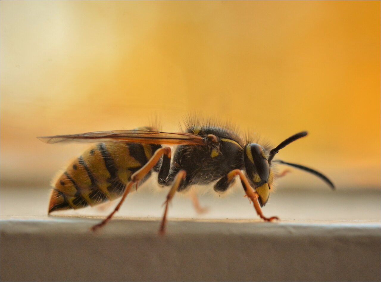 Expert Yellow Jackets, and Wasp Pest Control Buffalo NY