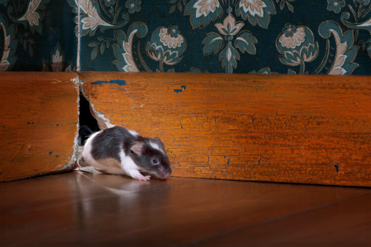 A small hamster with gray and white fur running out of a hole in a wooden baseboard. buffalo rodent extermination